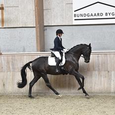 Dansk Varmblod Sandbæk's - Fyrst Allegro