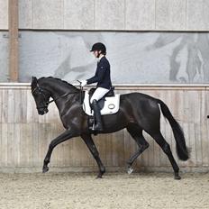 Dansk Varmblod Sandbæk's - Fyrst Allegro