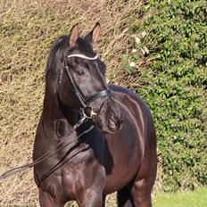 Dansk Varmblod Sandbæk's - Fyrst Allegro