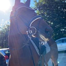 Dansk Varmblod Patchouli