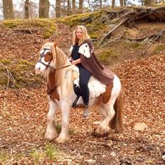 Irish Cob Nydal's Spencer
