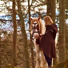 Irish Cob Nydal's Spencer