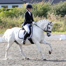 Welsh Pony (sec B) Bakkegaarden's Oliver