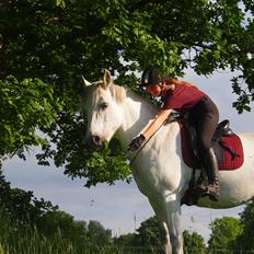 Connemara Hedegårdens Isabella