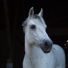 Connemara Hedegårdens Isabella