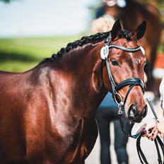 Welsh Partbred (Sec F) Rålandgårds Daya