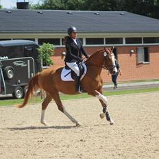 Dansk Varmblod Sakura's Cornelia