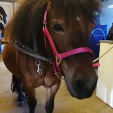 Shetlænder Cirkeline