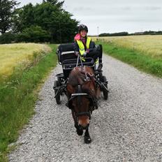 Shetlænder Cirkeline