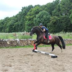 Oldenborg Sambo (Joey)