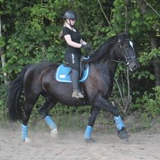 Oldenborg Sambo (Joey)