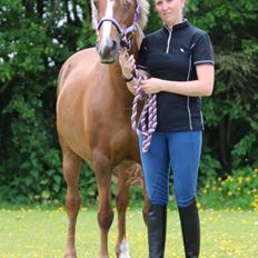 Hollandsk Sportspony Woody-S