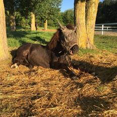 Anden særlig race Kenzo