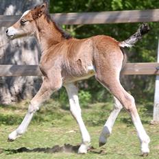 Welsh Cob (sec D) Rhosynfryd Rosiebelle