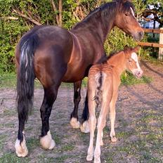 Welsh Cob (sec D) Rhosynfryd Rosiebelle