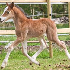 Welsh Cob (sec D) Rhosynfryd Rosiebelle