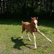 DSP Bjerring's electra