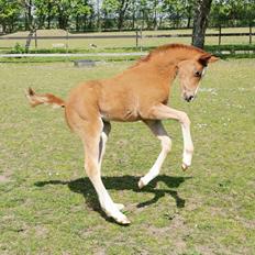 DSP Bjerring's electra