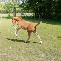 DSP Bjerring's electra