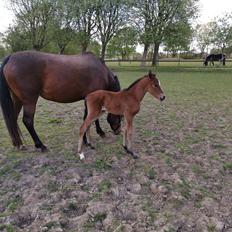 DSP Bjerring's sweet dream