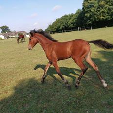 DSP Bjerring's sweet dream