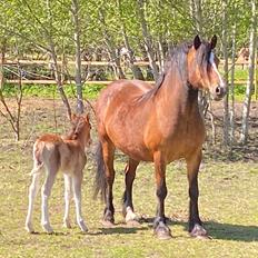 Welsh Cob (sec D) Brynithon Fashions Lady