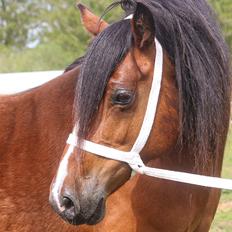 Welsh Cob (sec D) Brynithon Fashions Lady