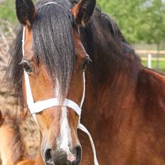 Welsh Cob (sec D) Brynithon Fashions Lady