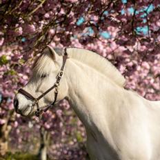 Fjordhest Atom Moskilde