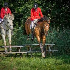 Fjordhest Atom Moskilde