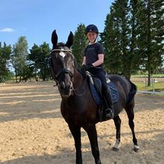 Hannoveraner Conquistador