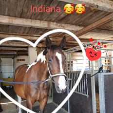 Pinto Himmelhesten   Great -viking  Indiana