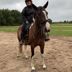 Pinto Himmelhesten   Great -viking  Indiana