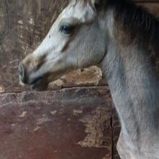 Welsh Cob (sec D) Caederwen Jamieson