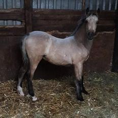 Welsh Cob (sec D) Caederwen Jamieson
