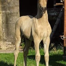 Welsh Cob (sec D) Caederwen Jamieson