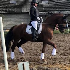 Hollandsk Varmblod Gunette