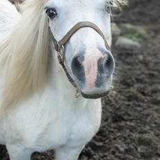 Anden særlig race Keldbækgårds Nanna SOLGT