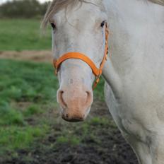 Knabstrupper Donna SOLGT