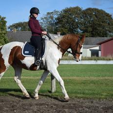 Anden særlig race Thusgaard's Yakari
