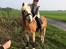 Haflinger Højvangs Cheri