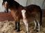 Welsh Cob (sec D) Brynithon Fashions Lady