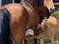 Welsh Cob (sec D) Brynithon Fashions Lady