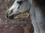 Welsh Cob (sec D) Caederwen Jamieson