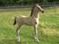 Welsh Cob (sec D) Caederwen Jamieson