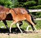 Tysk Oldenburger Bastbjergs Barbett (Baby)