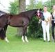 Welsh Partbred (Sec F) Struntze´s Good Point BRSDH 836