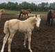 Palomino Lundsgaards Witano