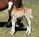 Welsh Cob (sec D) Rhosynfryd Reign