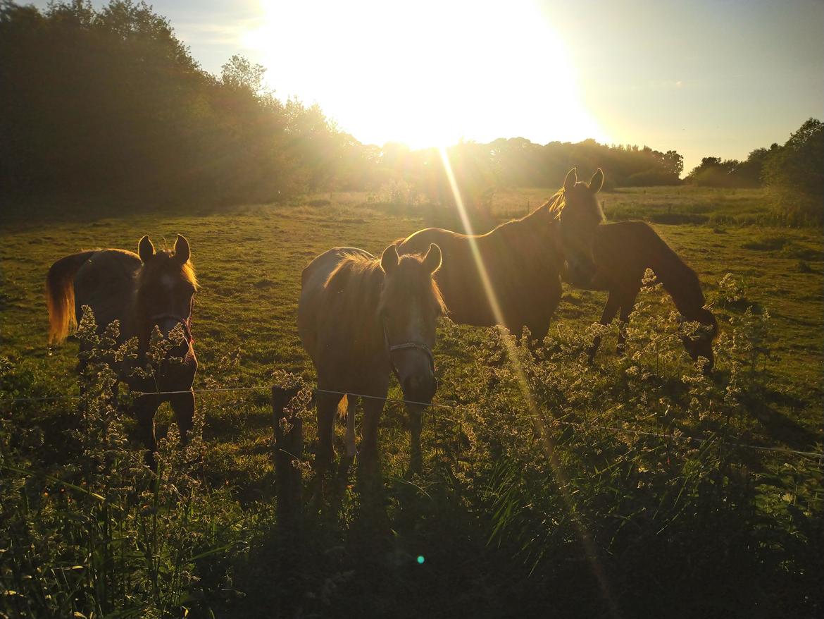 Arabisk fuldblod (OX) Shanzy bint sharifa ox *SOLGT* billede 1